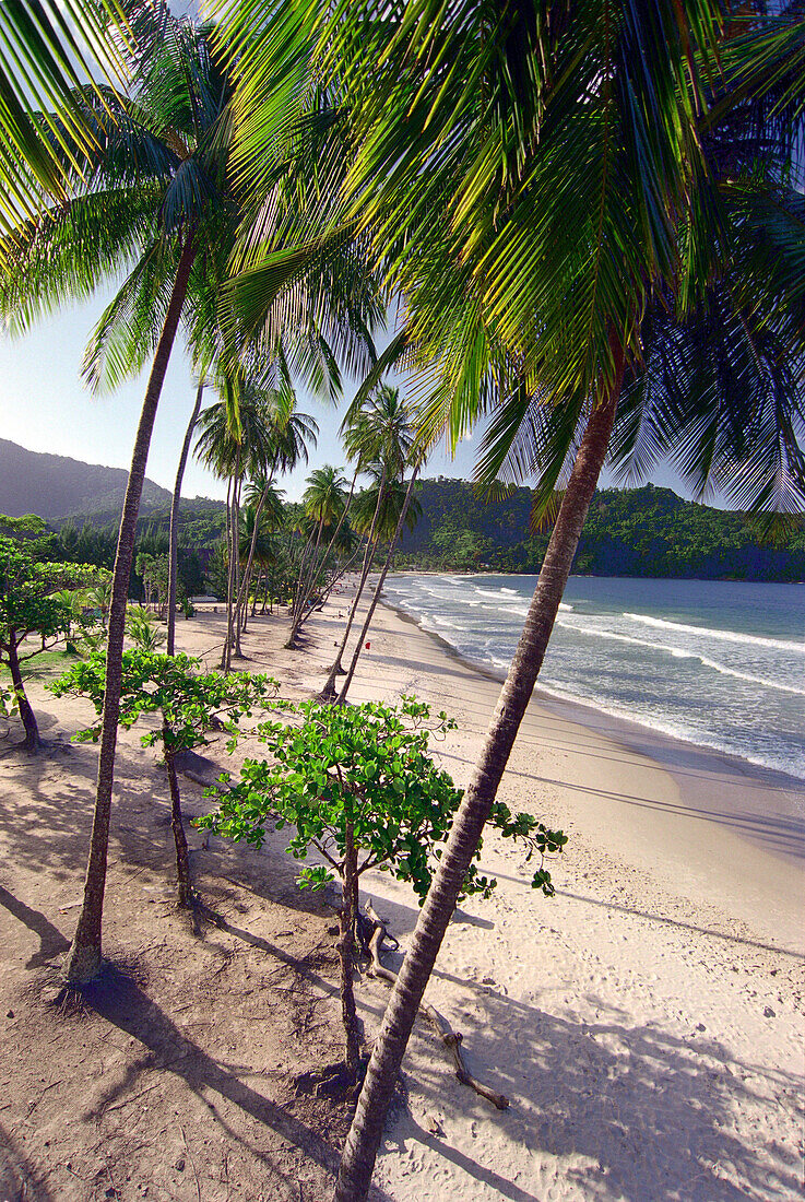 Palmenstrand im Sonnenlicht, Maracas Bay, Trinidad, Karibik, Amerika