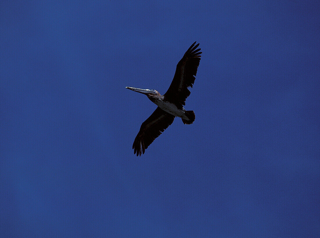 Pelican, Sint Maarten Caribbean, America