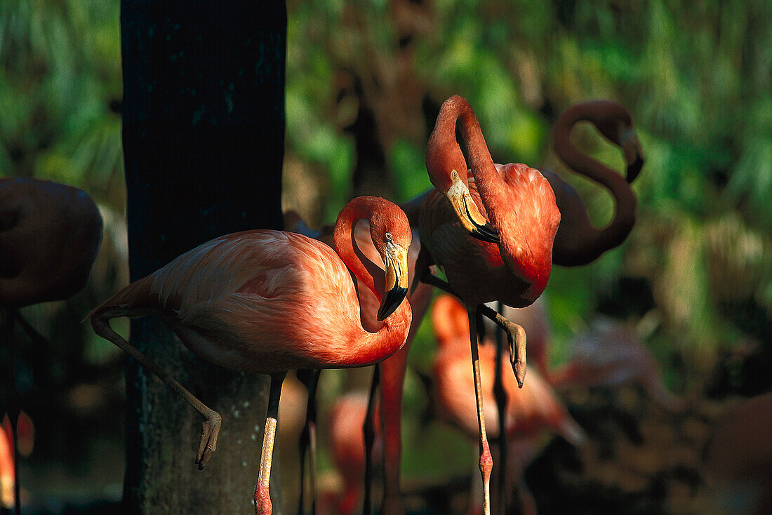 Flamingos, Florida USA, America