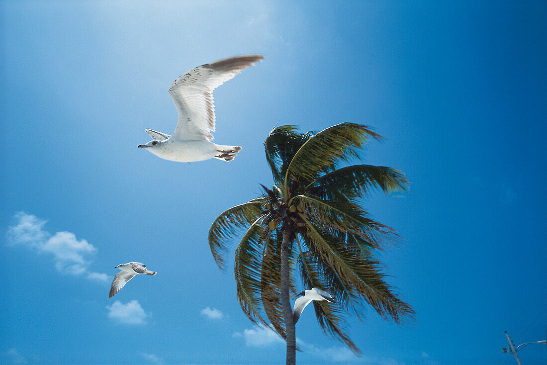 Drei Möwen fliegen gegen den Wind an einer Palme vorbei, Florida, USA