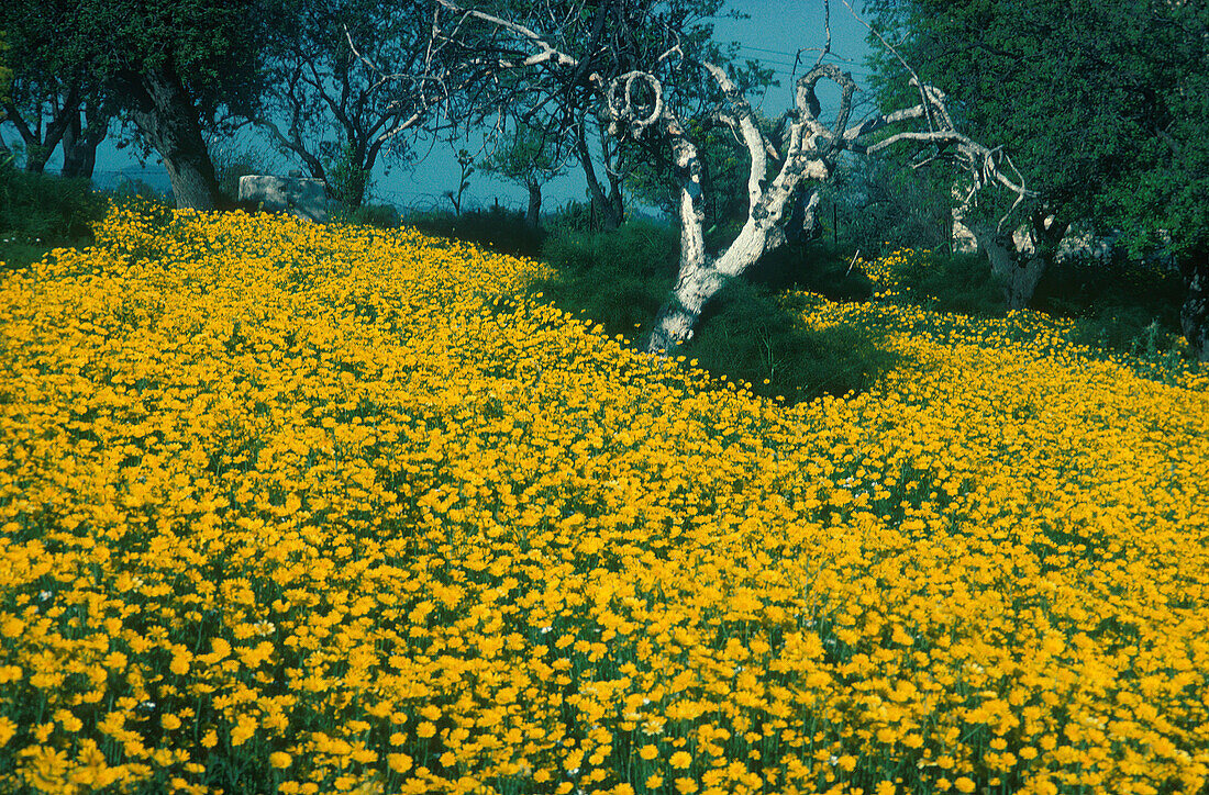 Fruehlingslandschaft bei Kato, Lefkara Zypern