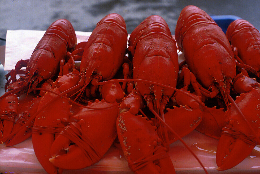 Hummer, Fischmarkt am Hafen, Bergen Norwegen