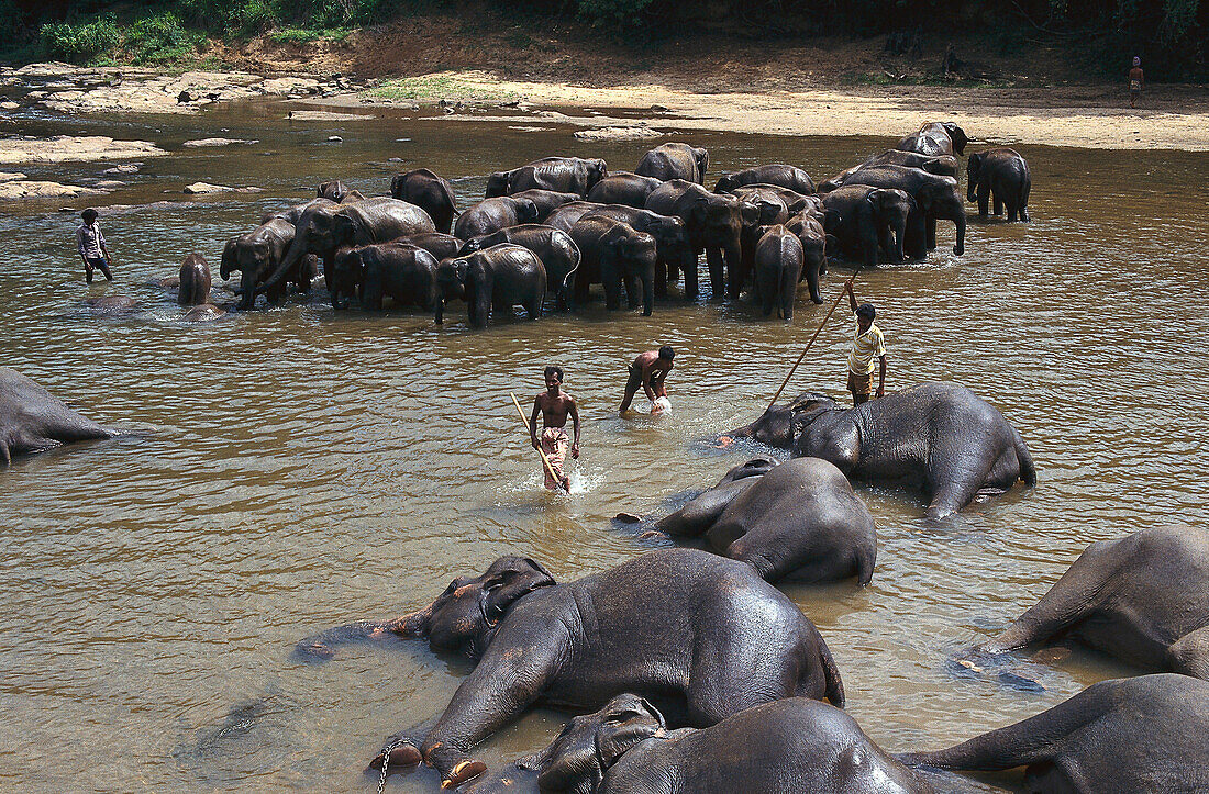 Elephants bathing in Ma Oya River, Pinnawela, Sri Lanka