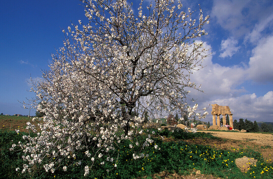 Almond tree-Temple of Dioskuren, Agrigento, Sicily Italy
