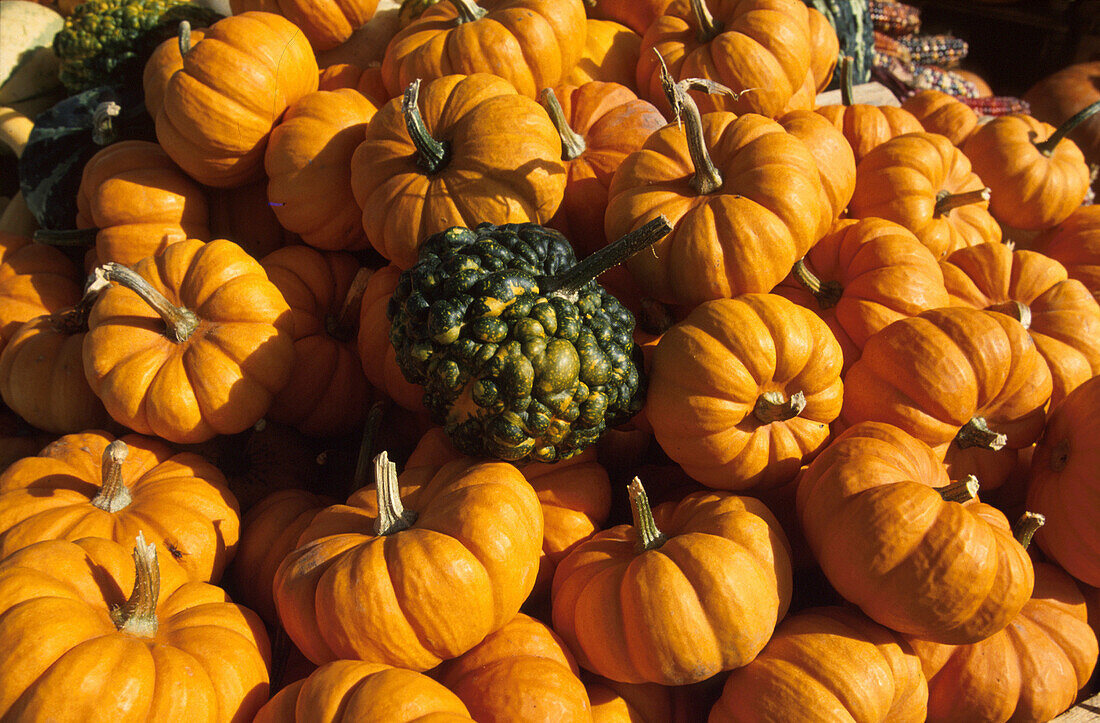 Kürbisse auf dem Atwater Markt, Montreal, Quebec, Kanada, Amerika