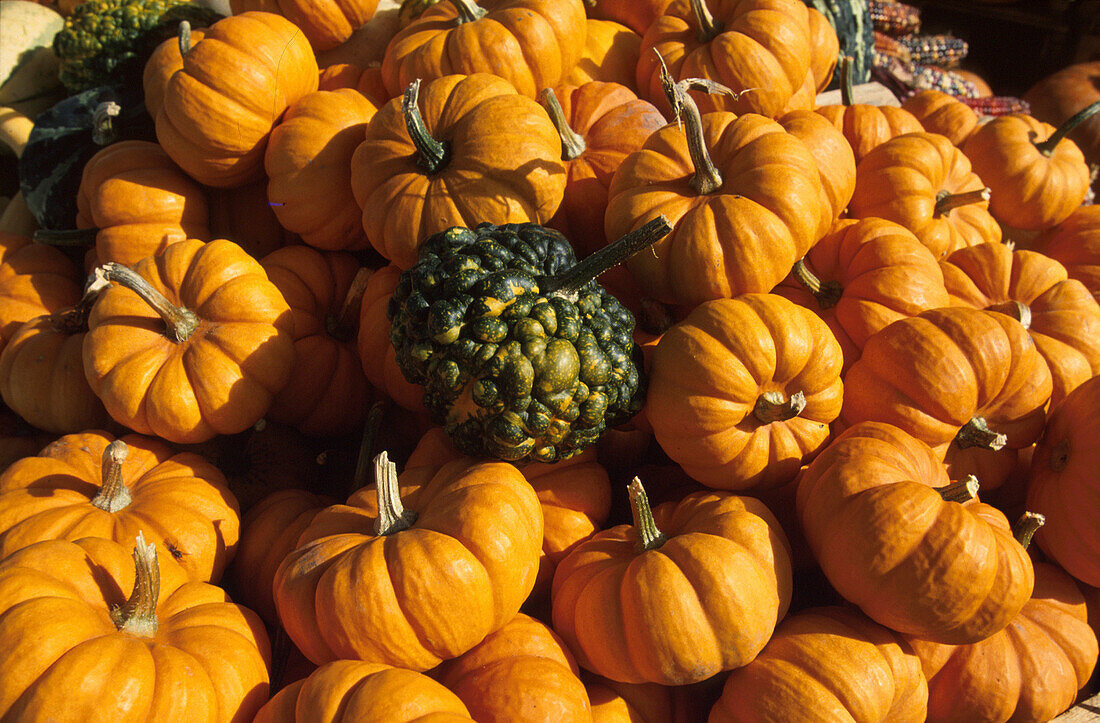 Pumpkins at Atwater Market, Montreal, Quebec, Canada, America