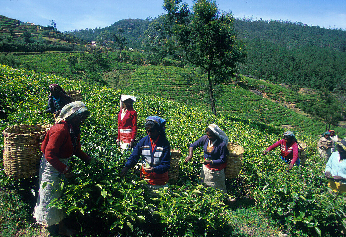 Tamilische Teepflückerinnen, Nuwara Eliya Sri Lanka