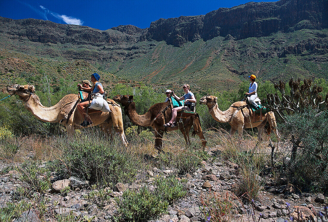 Kamelreiten in La Baranda-Camel-Safari-Park, Fataga, Gran Canaria, Kanaren, Spanien