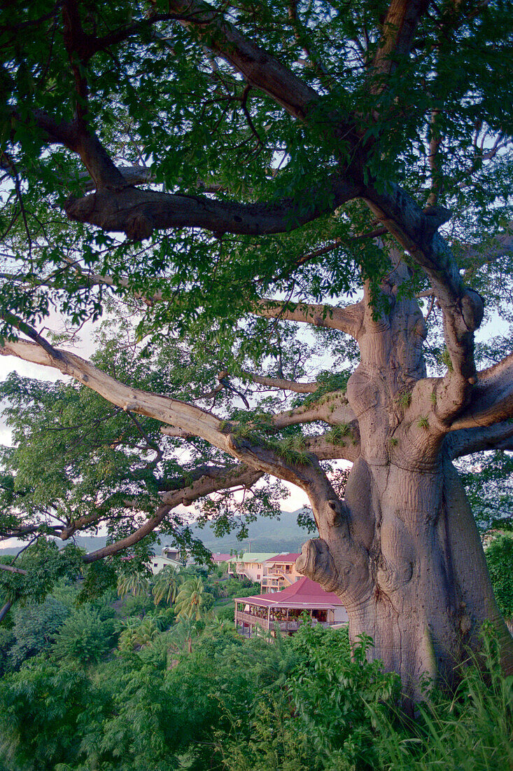 Tree, House, Restaurant, Le Fromager, Martinique, Caribbean