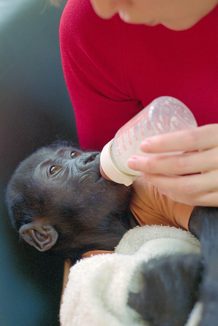 Gorilla, Breeding of a little monkey, zoo, Berlin, Germany