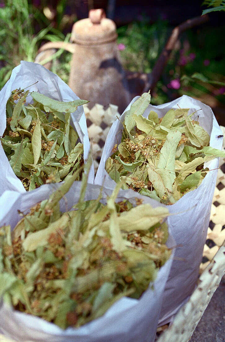 Dried herbs in the sunlight, Drome, France, Europe