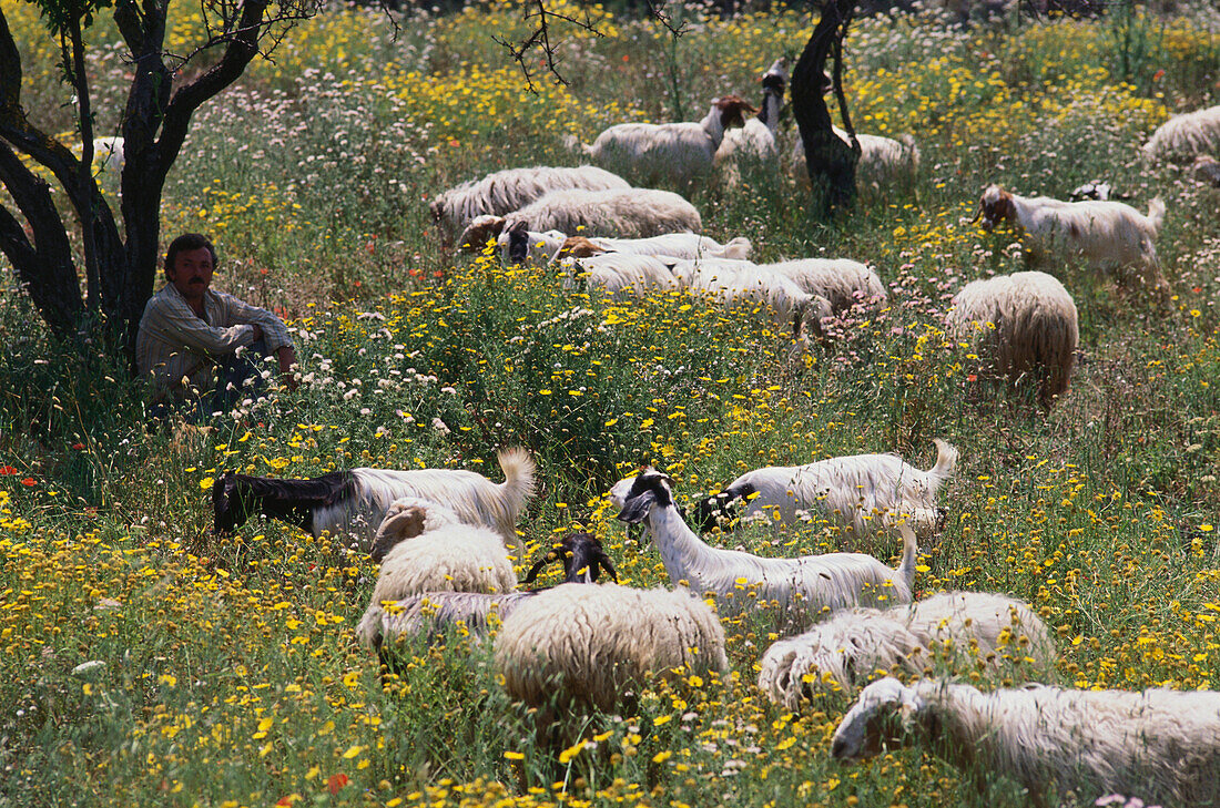 Shepherd with goats and sheep on flower meadow, Sicily, Italy, Europe