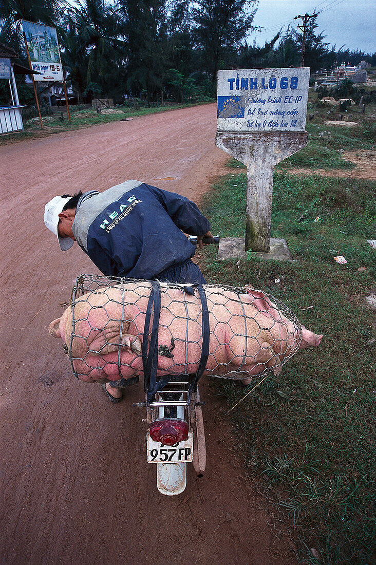 Mann transportiert ein Schwein auf einem Moped, Vietnam, Asien