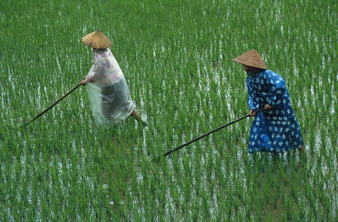 Frauen bei der Feldarbeit, Vietnam