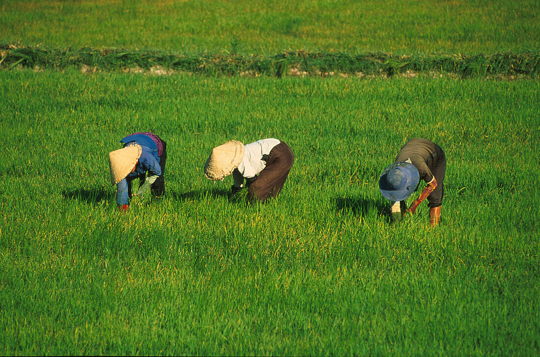 Bauern im Reisfeld, Vietnam