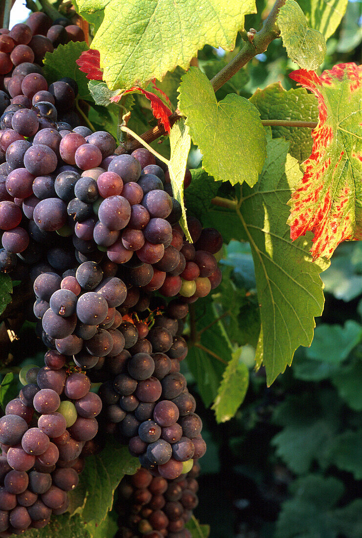 Trauben und Weinlaub, Champagne, Frankreich, Europa