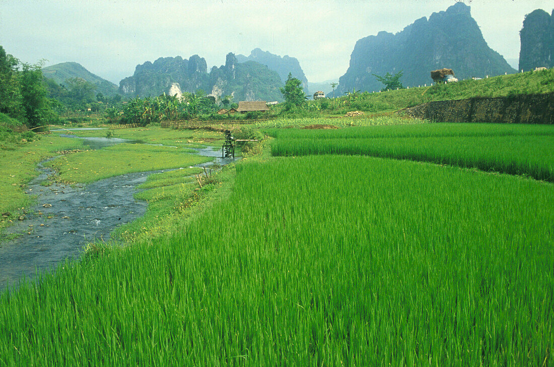 Reisfelder, bei Hanoi, Vietnam Stürtz /Seite 119 oben