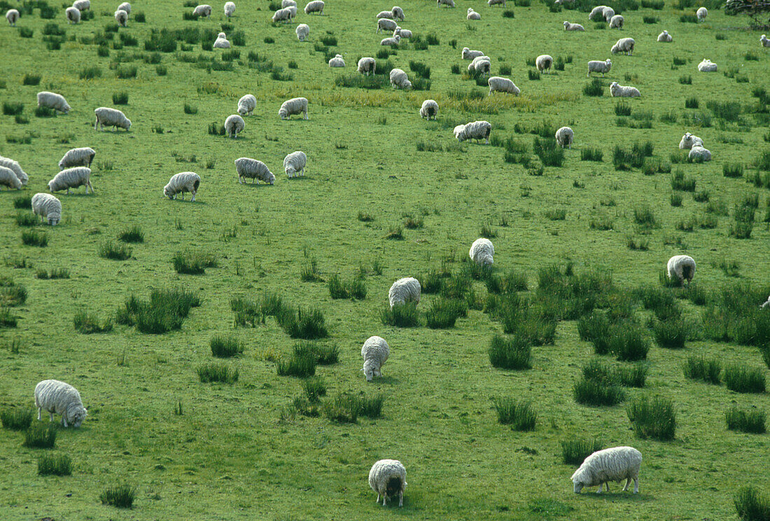Schafherde bei Dunedin, Suedinsel Neuseeland