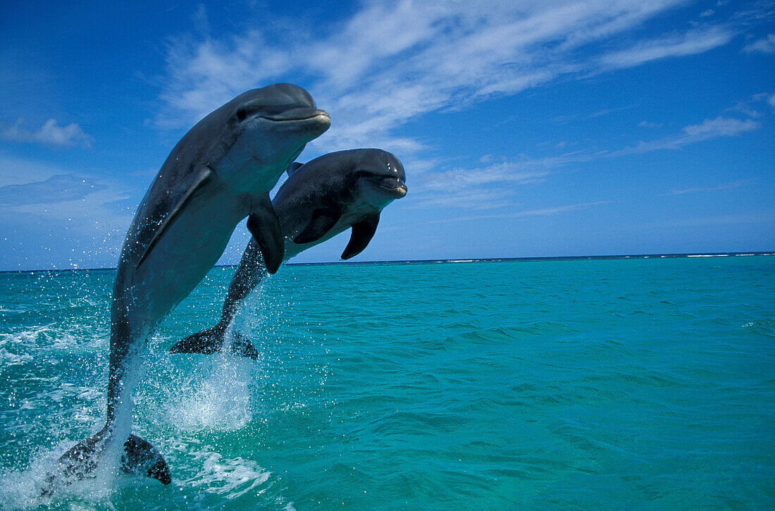 Zwei Delphine im Sprung, Islas de la Bahia, Hunduras, Karibik