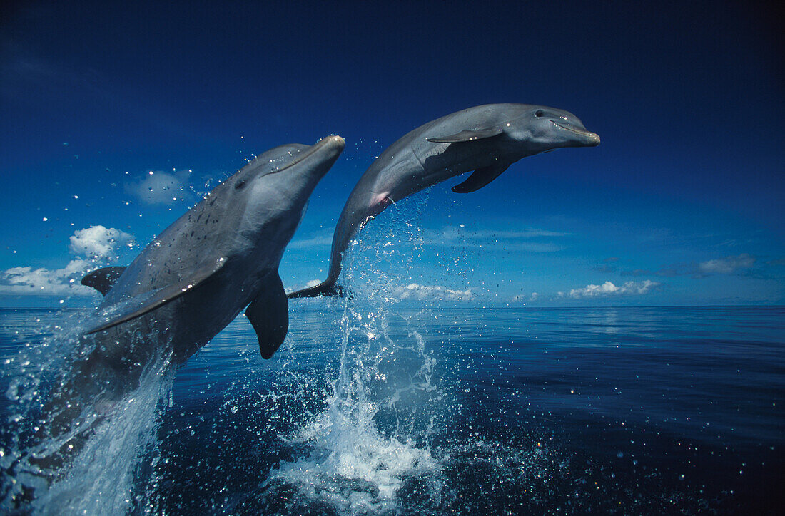 Jumping dolphins, Islas de la Bahia, Hunduras, Caribbean