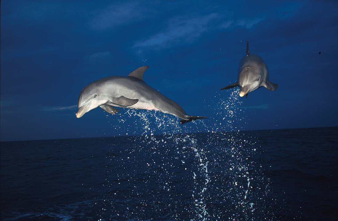 Delphine, Islas de la Bahia, Hunduras, Karibik