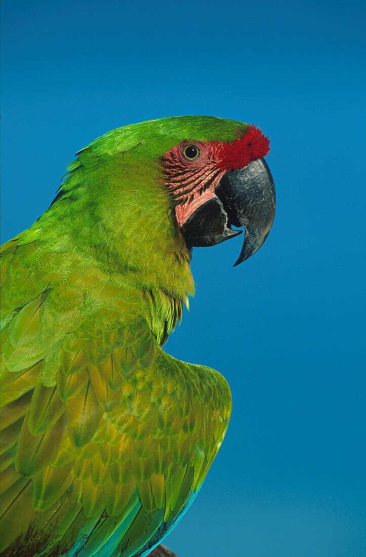 Grüne Ara Papagei, Mittelamerika, Ameika