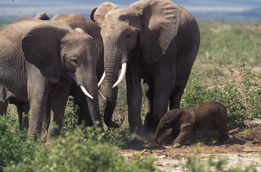 African elephants with newborn elephant, Family, Mammal, Africa