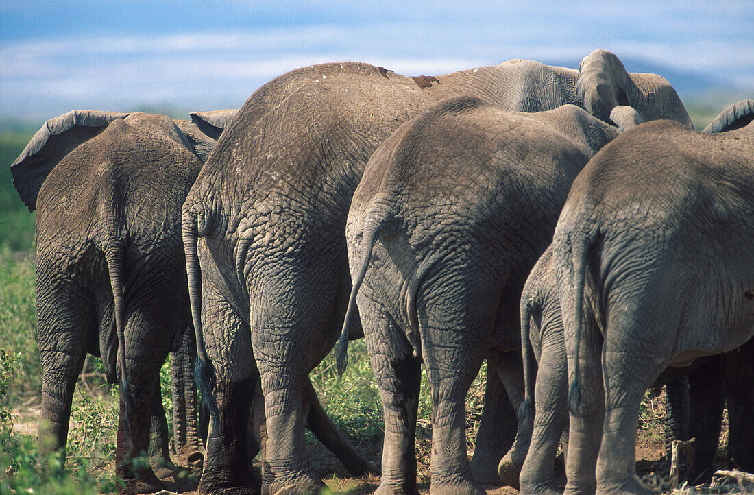 Rear view of a group of african elefants with young animal, Mammal, Africa