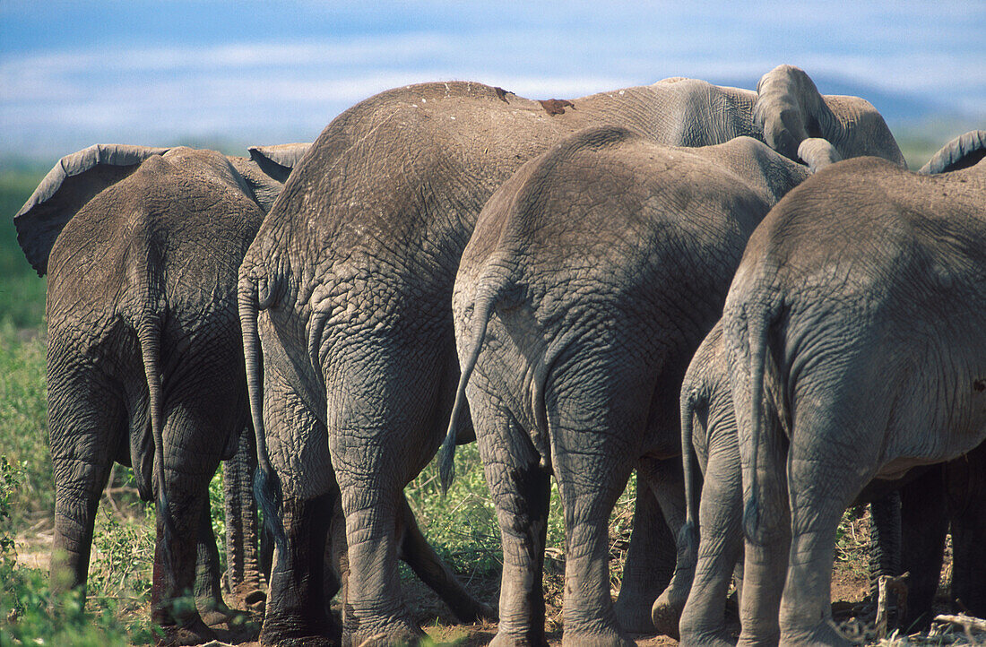 Rückansicht von afrikanische Elefanten mit Jungtier, Säugetier, Afrika