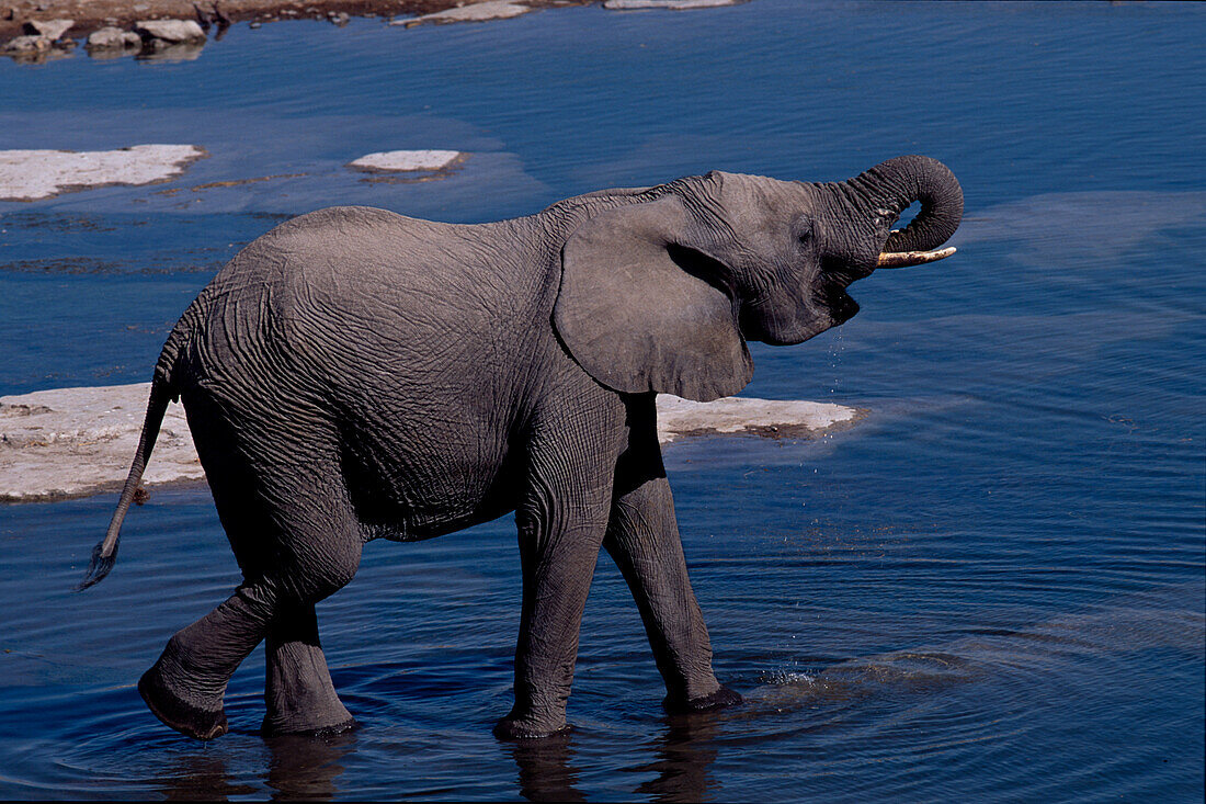 Afrikanischer Elefant