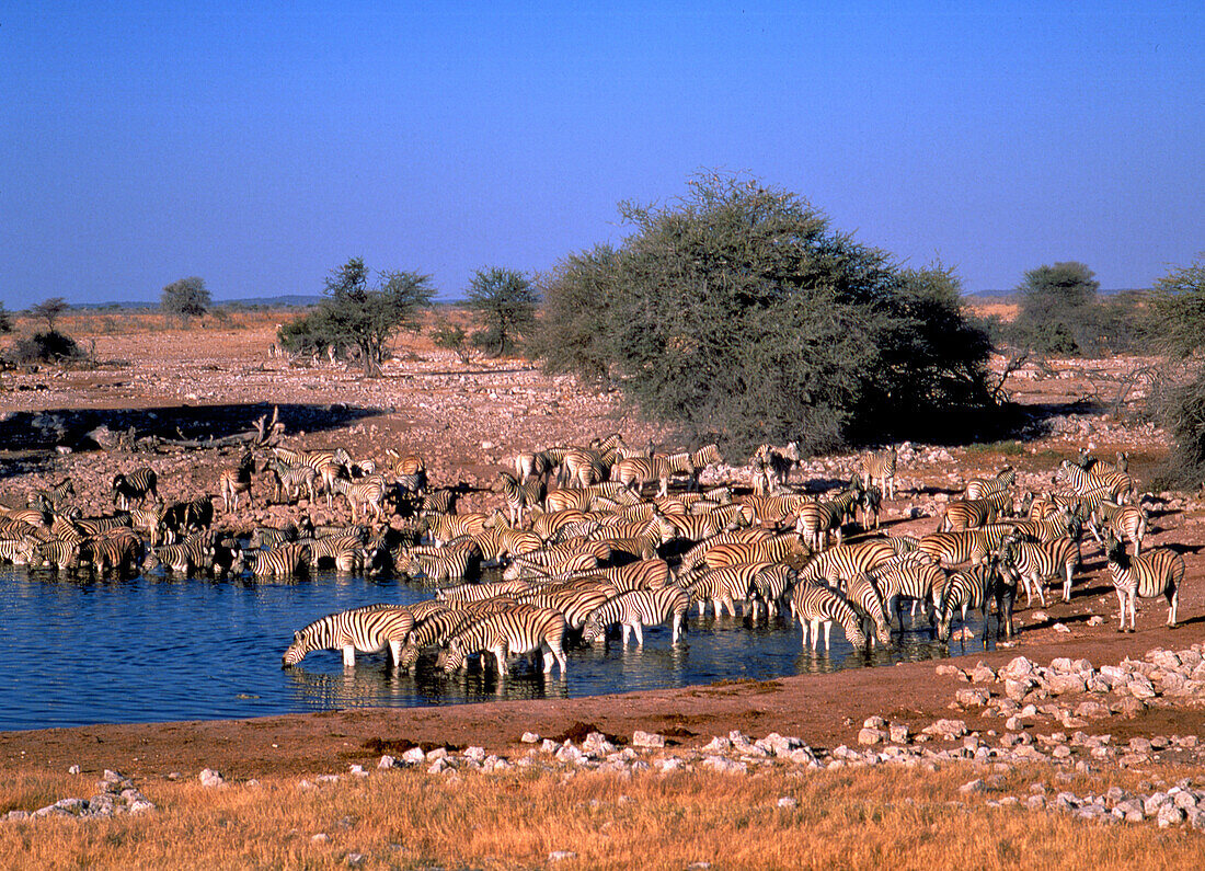 Zebras am Wasserloch Etosha NP, Namibia, Afrika