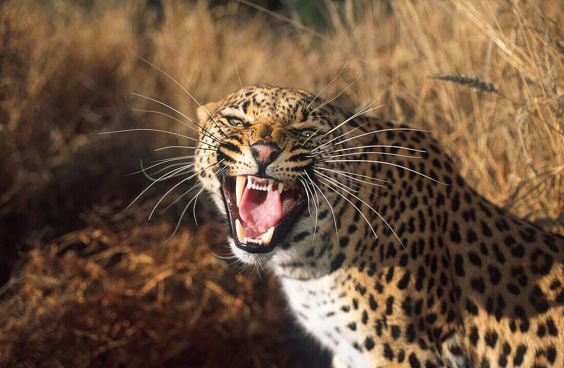 Fauchender Leopard, Raubkatze, Säugetier, Afrika