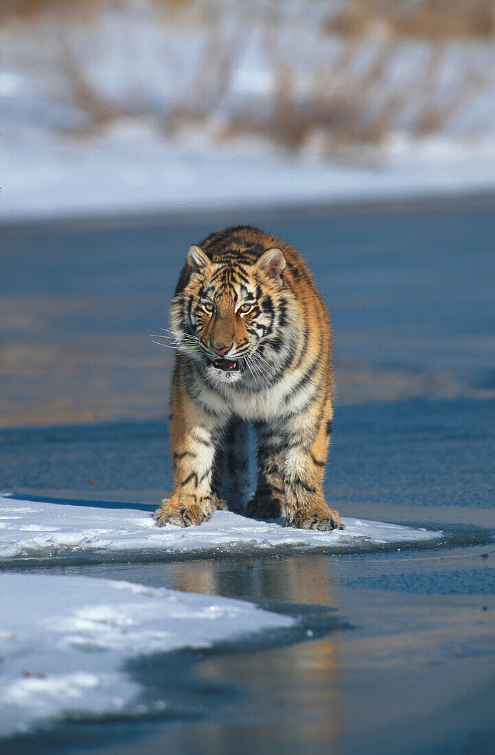 Sibirischer Tiger, Asien