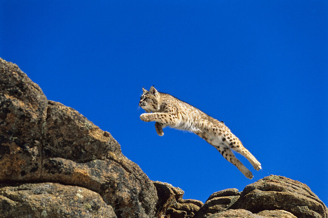 Bob Cat leaping, Felis rufus, North America