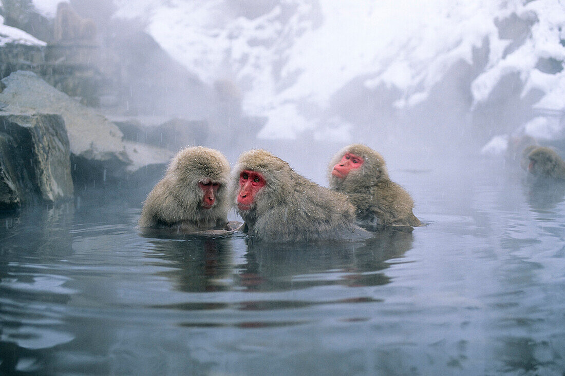 Japanische Makacken in heißer Quelle, Japanischen Alpen, Japan