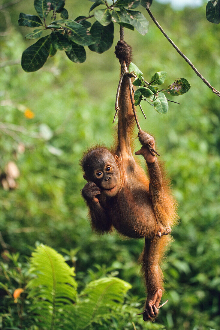 Orang Utan Baby climbing, Pongo pygmaeus, Rainforest, Gunung Leuser National Park, Sumatra, Indonesia, Asia