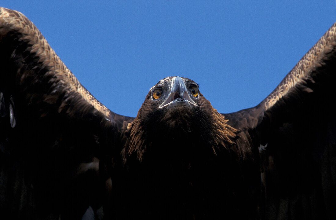 Golden eagle