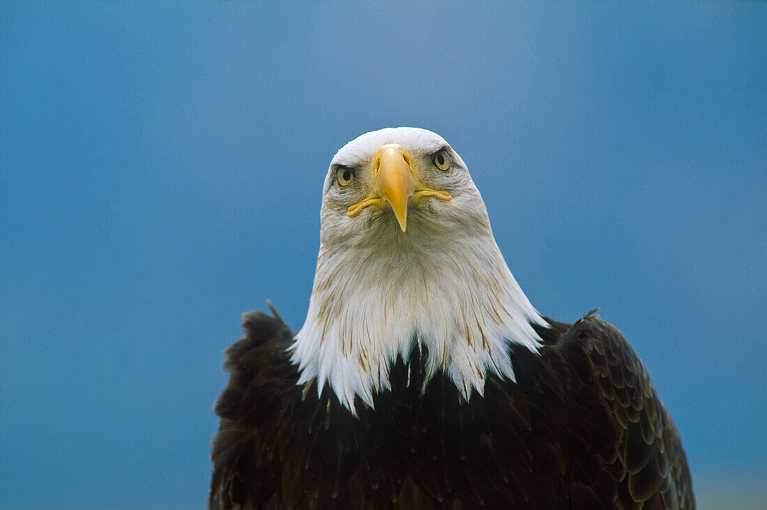 Portrait eines Weißkopfadlers, Haliaeetus leucocephalus, Nordamerika