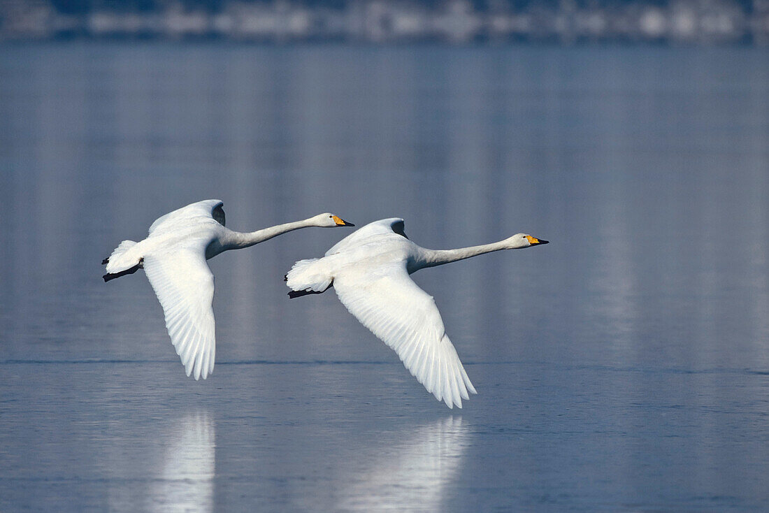 Whooper Swans in flight, Cygnus cygnus, Hokkaido, Japan