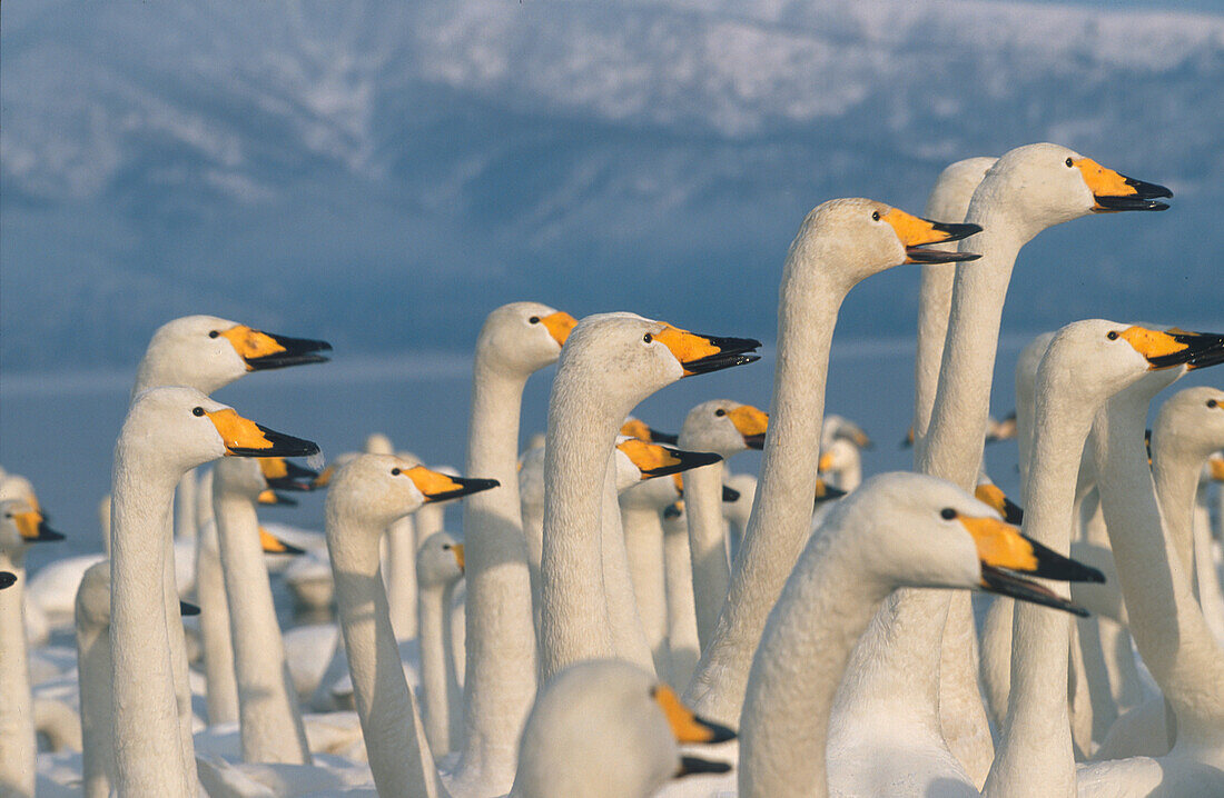 Singschwäne, Hokkaido, Japan