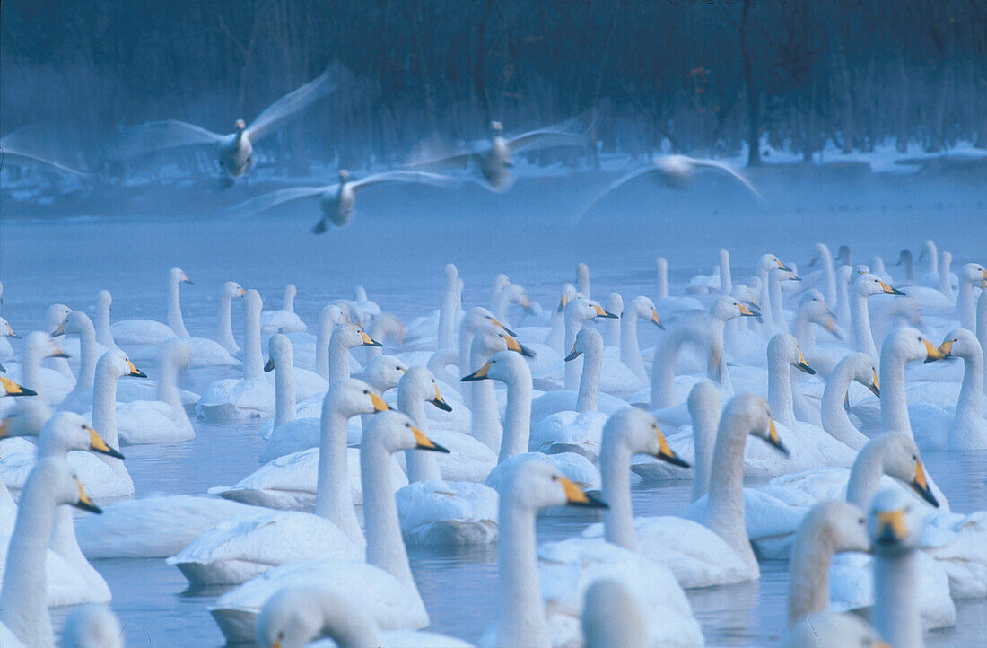 Singschwäne Hokkaido, Japan