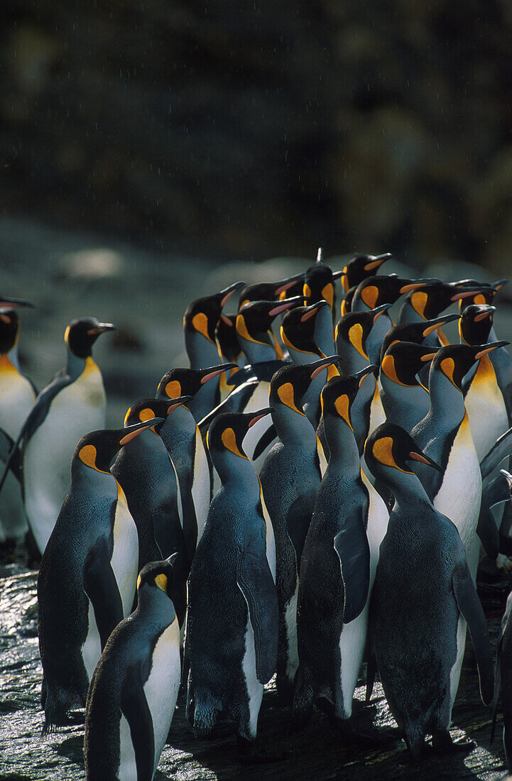 Koenigspinguine South Georgia