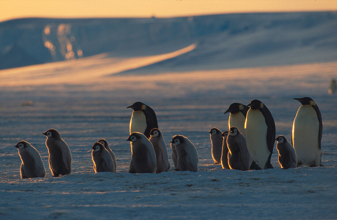 Emperor penguins with chicks, Antarctica