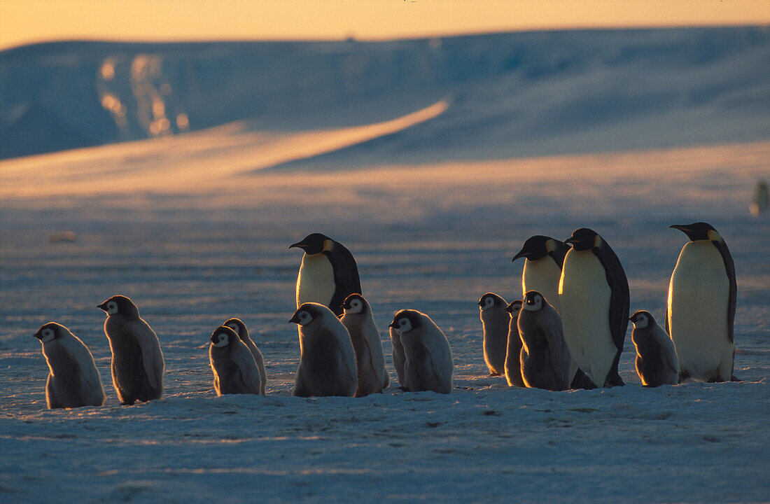 Kaiserpinguine mit Küken, Antarktis