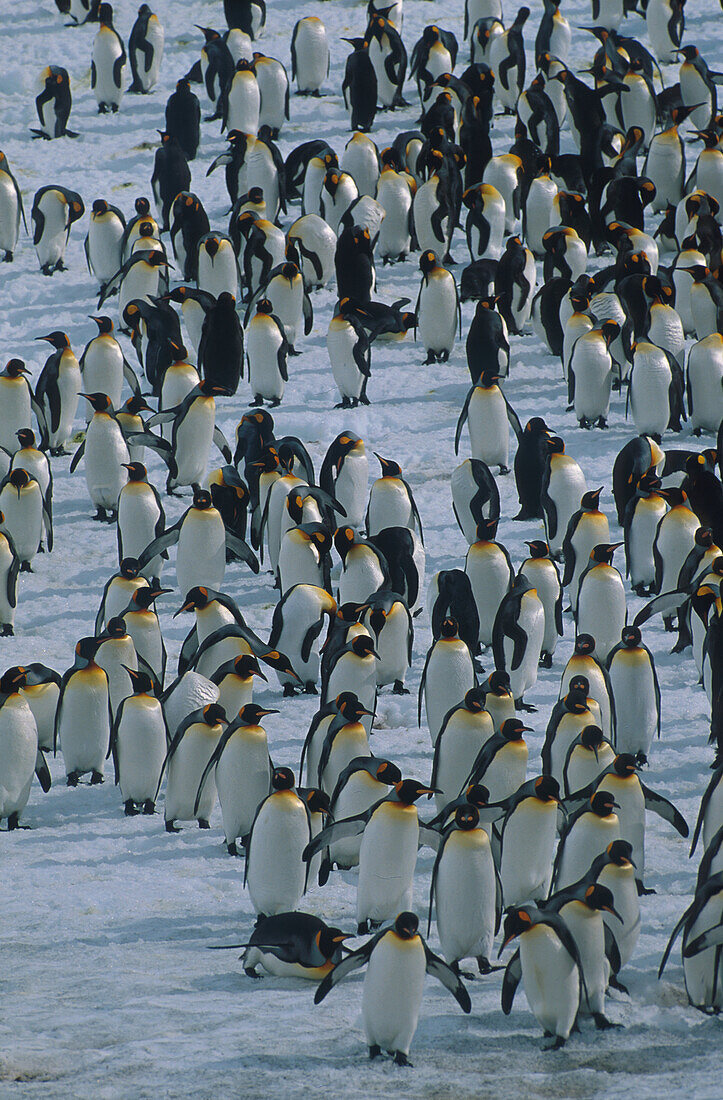 Königspinguine South Georgia