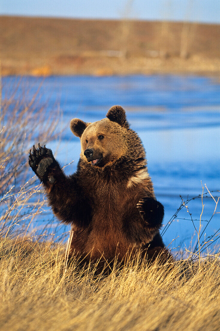 Brown Bear waving, Ursus arctos, North America