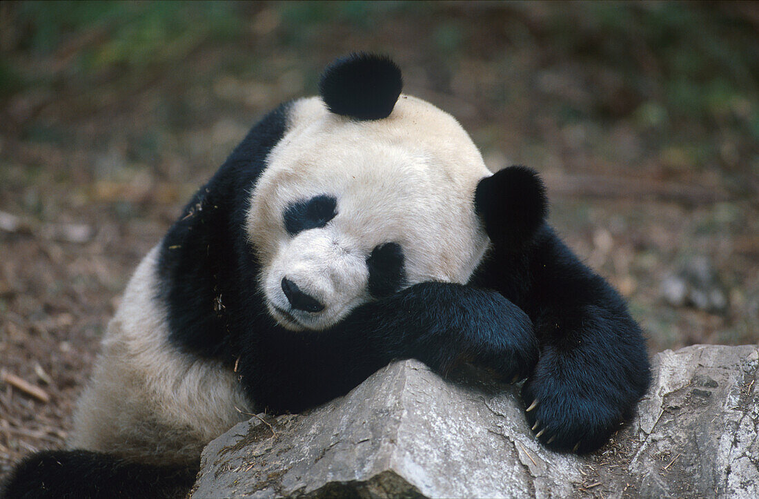 Grosser Pandabaer China