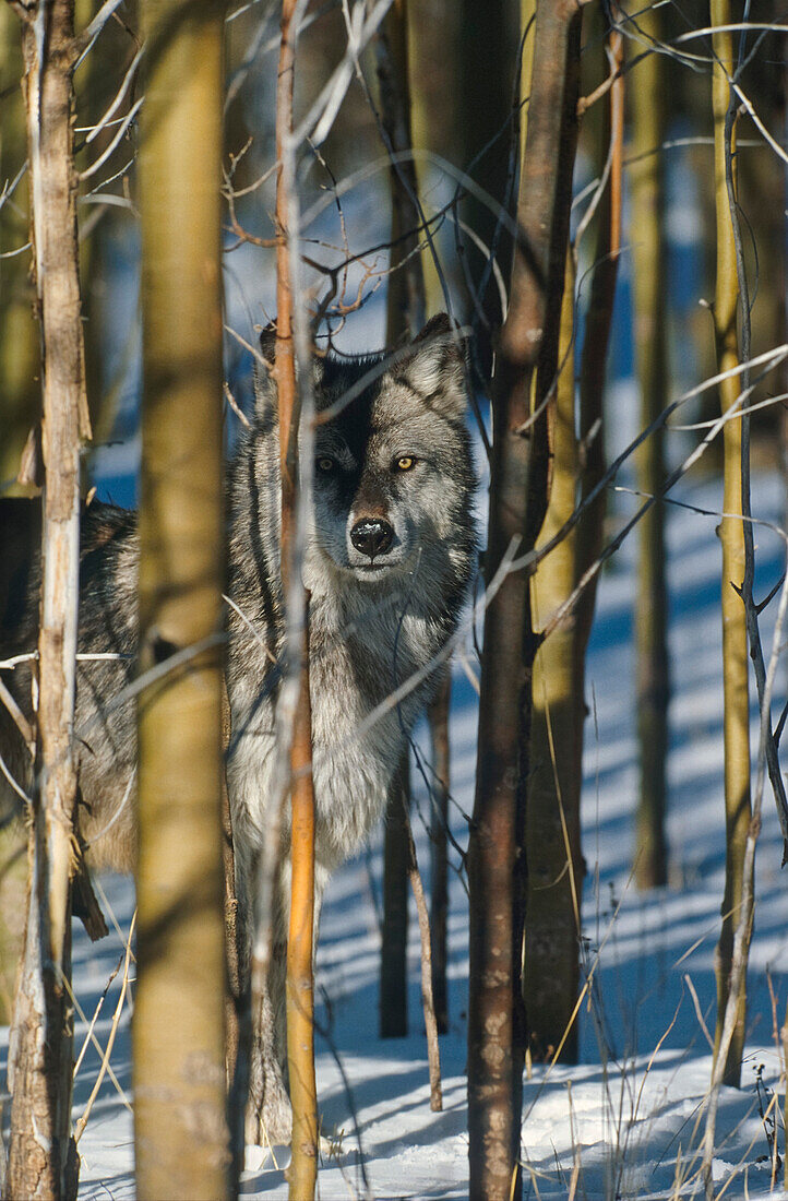 Wolf im Wald, Canis Lupus, Winter