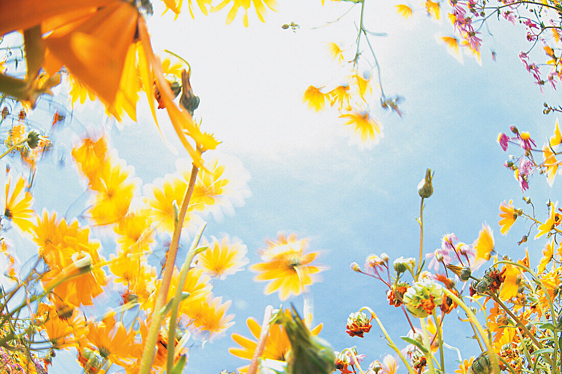 Blumenwiese, view to the sky, South Africa