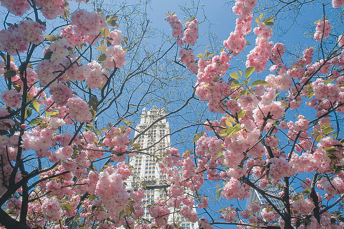 Cherry blossom, Woolworth Building, New York City, USA